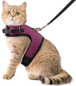 Kattentuigje Met Leiband Riem Kattenharnas Paars Maat L Kat & Kitten – Dieren Kattenriem – Cat Leash – Halsomvang 24 Tot 33cm – Borstomvang 36 Tot 41cm – Zootic®