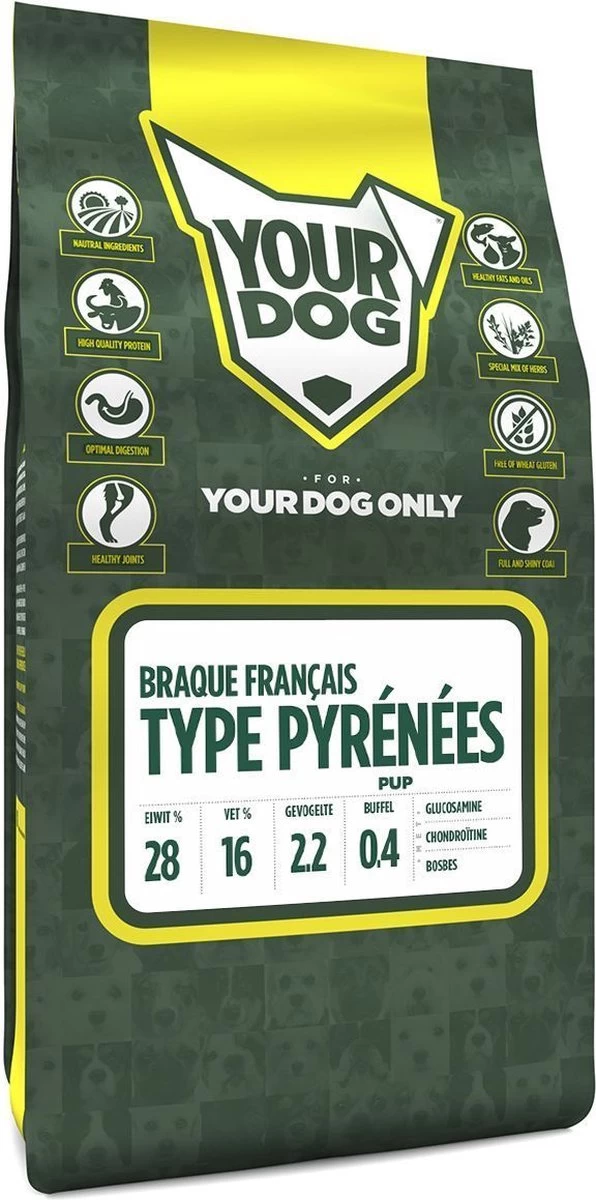 Braque Français Type Pyrénées